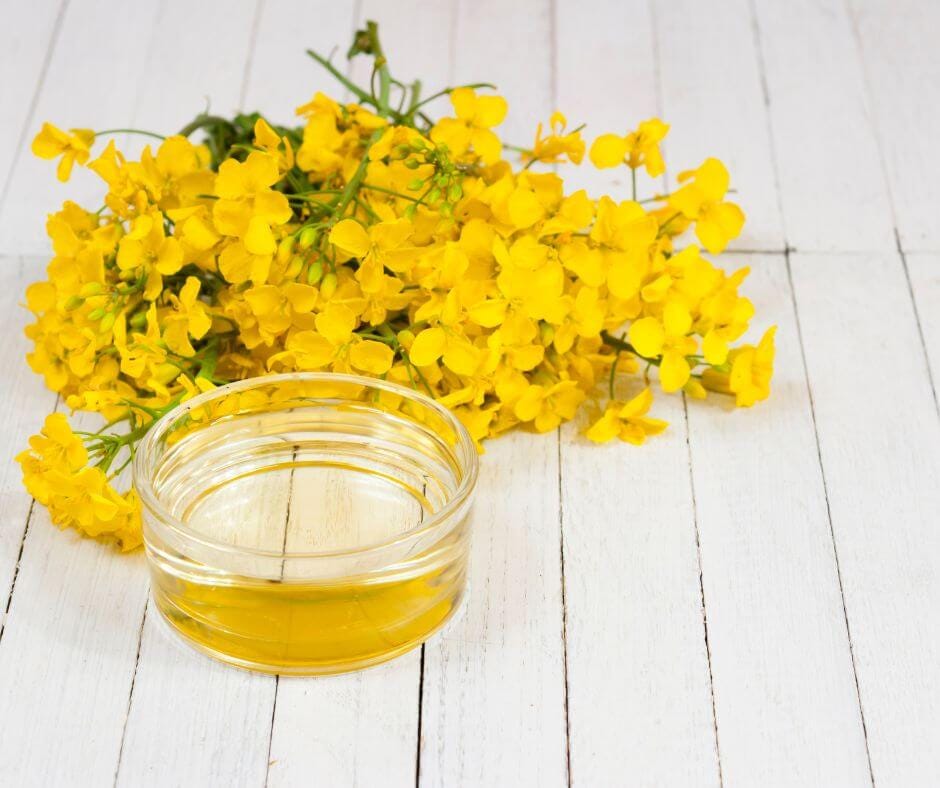 Which oil is better Canola or Vegetable? Know the difference