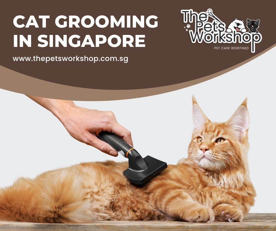 Best Pet Groomers For Your Cats In Singapore Medium
