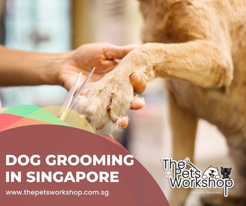 Dog grooming Singapore for your hairless dog Medium