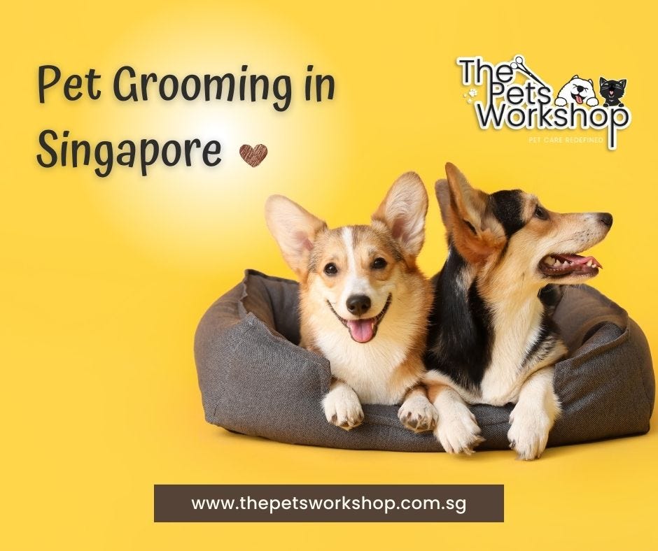 Expert Pet Grooming Services by Passionate Groomers in Singapore — The