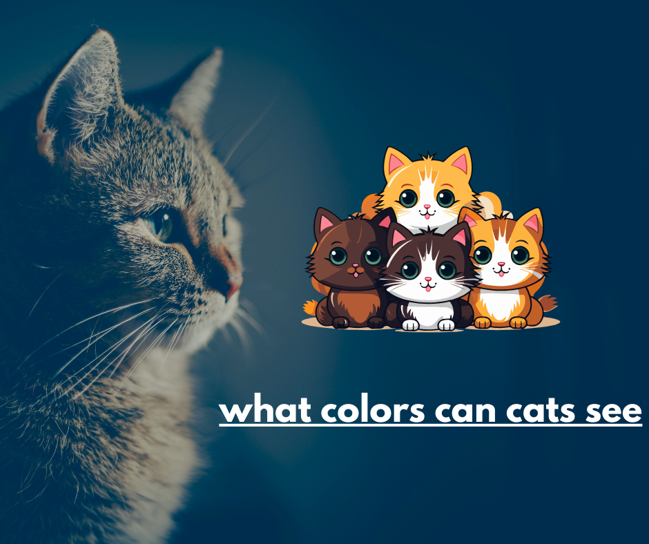 what colors can cats see?. Cats are fascinating creatures, known… by