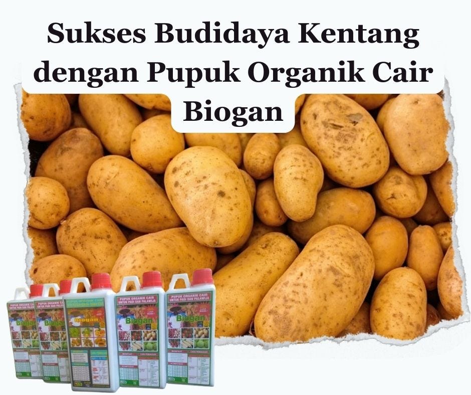 Sukses Bididaya Kentang dengan Pupuk Organik Cair Biogan