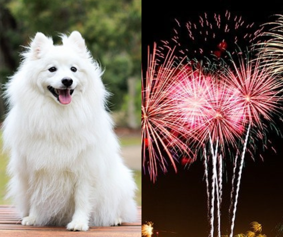 How to Keep Your Dog Calm During Fireworks? by Dog Lovers Club Medium