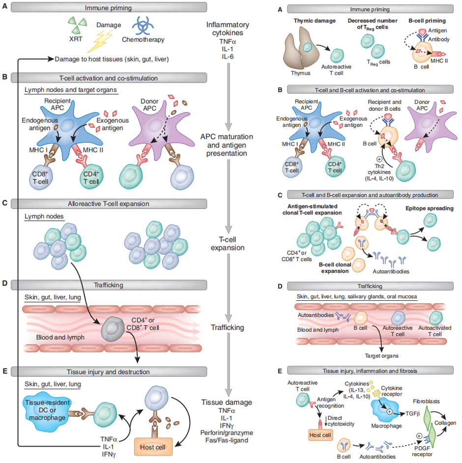 Left image: Stages of Acute GvHD in Mice. This diagram illustrates the sequence of events during the development of aGvHD in mice. The five stages include: immune priming (A), activation (B), T-cell expansion [C], T-cell trafficking (D), and host tissue injury (E). (Source: Schroeder et al., 2011). Right image: Stages of Chronic GvHD (cGvHD) in Mice. The diagram details the sequence of events during the development of cGvHD in mice. The stages are as follows: immune priming (A), activation of T cells and B cells (B), T cells expansion and B cell autoantibody production [C], trafficking to sited of tissue damage (D), and end organ damage resulting from chronic inflammation and fibrosis (E). (Source: Schroeder et al., 2011)