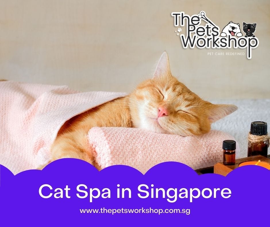 Who is the Cat Spa Service Provider in Singapore?
