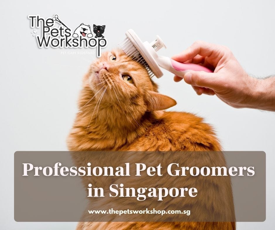 Cat Grooming Singapore — The Pets Medium
