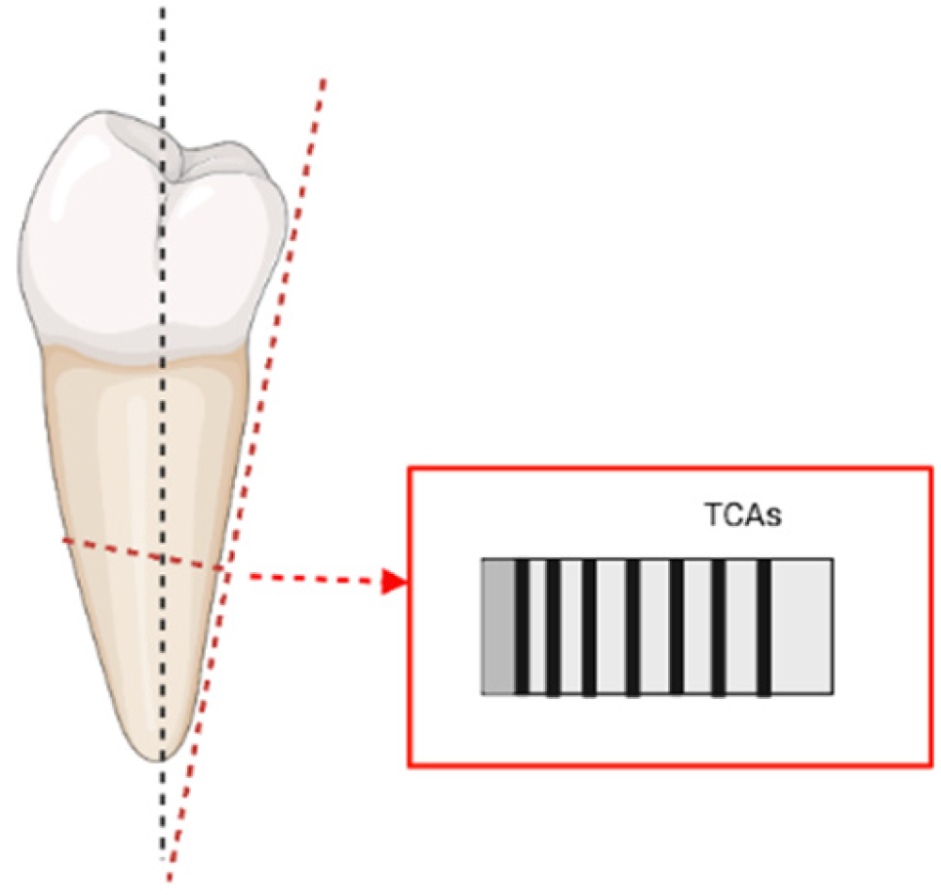 A diagram showing how thin slices are cut straight across the root so the tooth’s growth lines (TCAs/Tooth Cementum Annulations) can be seen and counted. (Based on Maat et al., made with BioRender.). Credit: Perrone et al. 2022