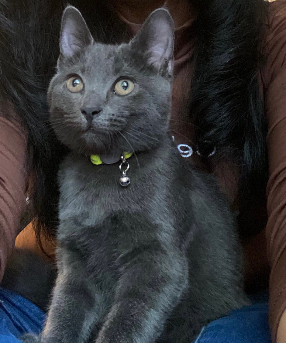 How I Keep My Cat Happy on a Tight Budget by Jazmin Fox Finesse