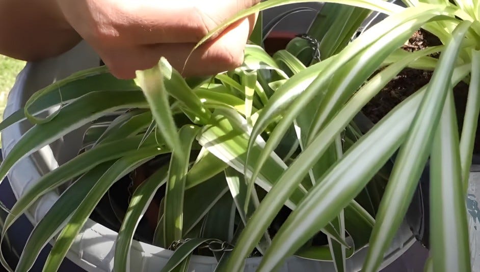 Why Are My Spider Plant Leaves Bending — Leaflearns (2024) by