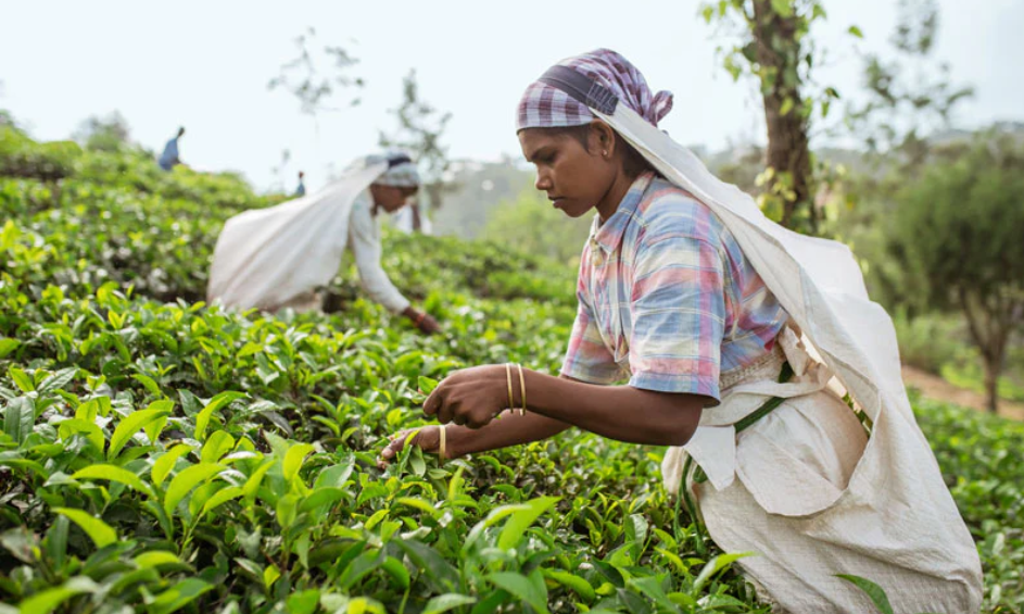 Legacy of Peermade Tea: Why Misty Mountain Tea Is Special
