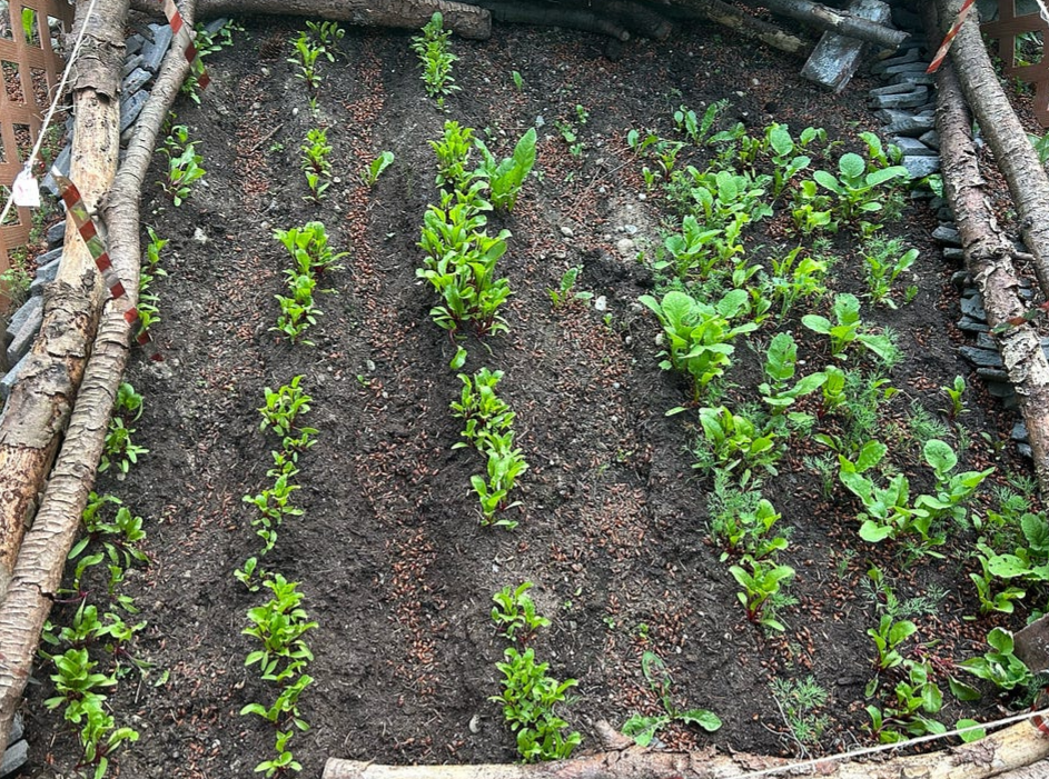 my chaos garden-beets, on left, dill, lettuce, radishes on right, author’s photo