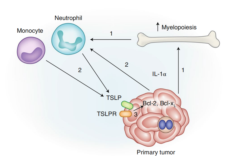 (Data source: Corren J, et al. Nat Immunol. 2019)