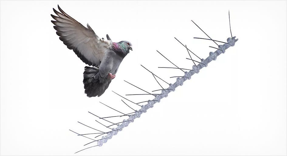 Bird Control Richmond. Bird Control Richmond Protecting Your… by Joejhonson Oct, 2023 Medium