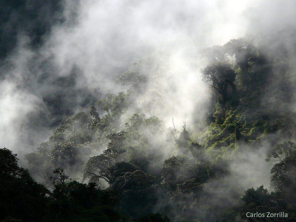 Biodiversidad y la crisis climática en uno de los lugares más biodiversos del mundo.