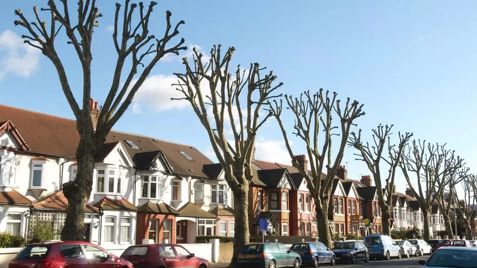 Climate change threatens health and survival of urban trees | by Lalu ...