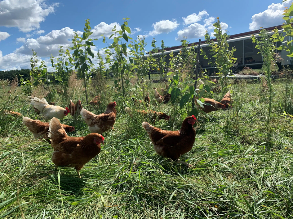 Mixing trees and chickens