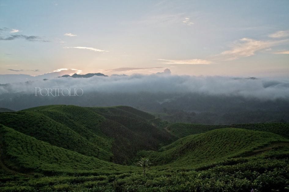 A Cup of the Javanese Black Tea. The Halimun National Park, home to ...