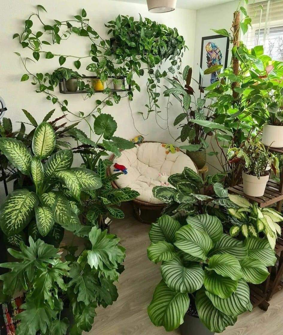 الكثير منا يحتار في كيفية الاعتناء بالنباتات الداخليه ولا يعلم ماتحتاجه من  ضوء او ماء او سماد . | by Plants Mart | Jan, 2024 | Medium