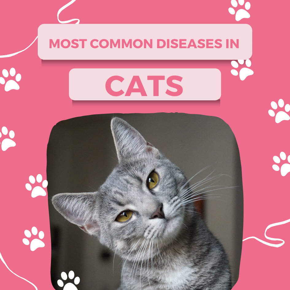 How to care for a cat with kidney disease? by Techsolveit Medium