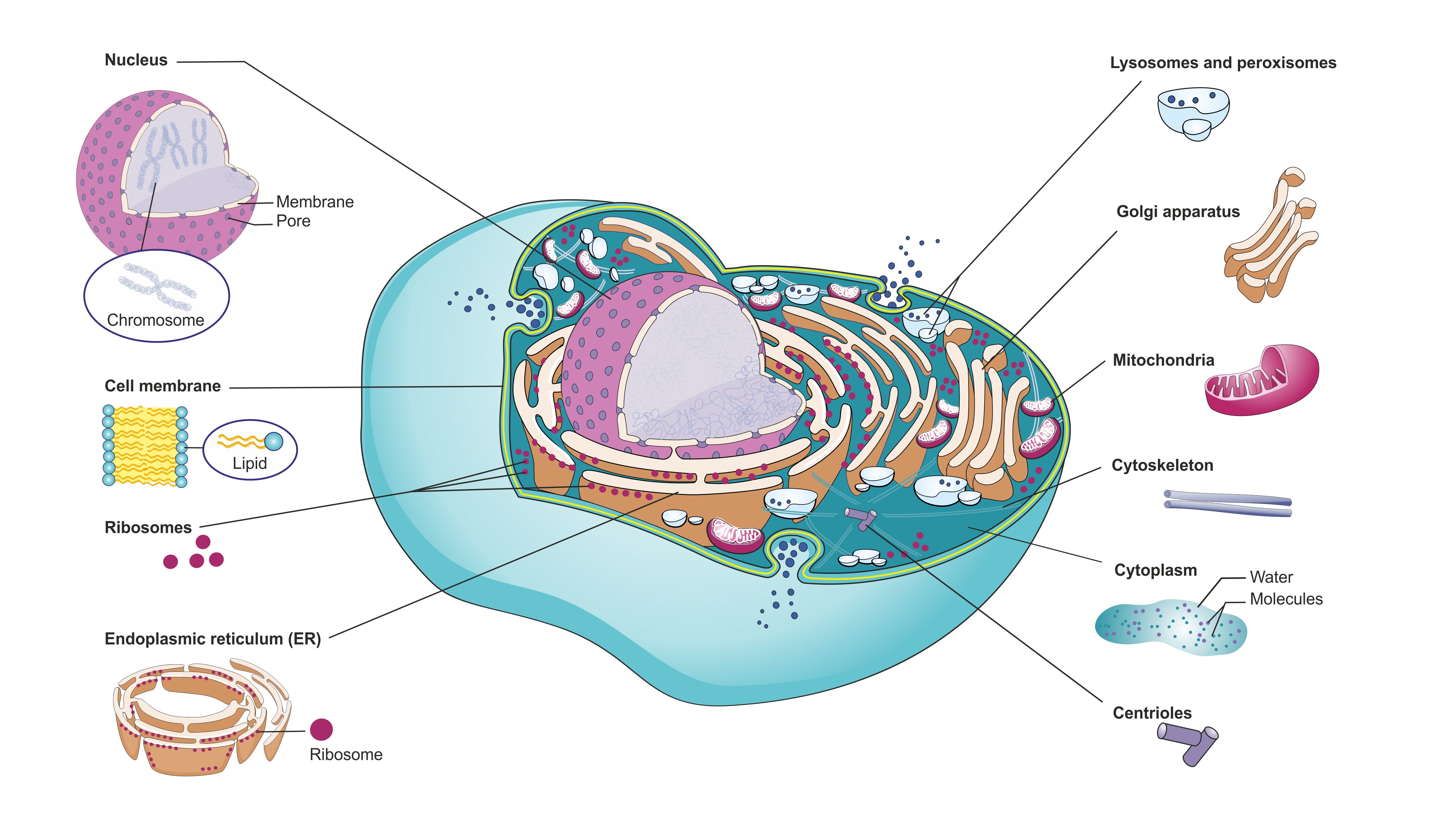 C60, Zombie Cells & Reverse Ageing | by Hakim Mamoni | Optimizing Health |  Medium