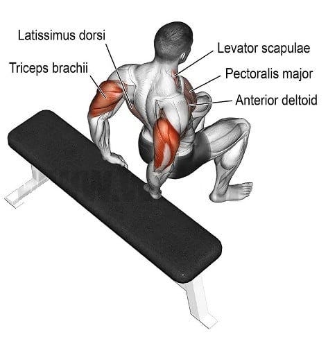 Dips de triceps hotsell