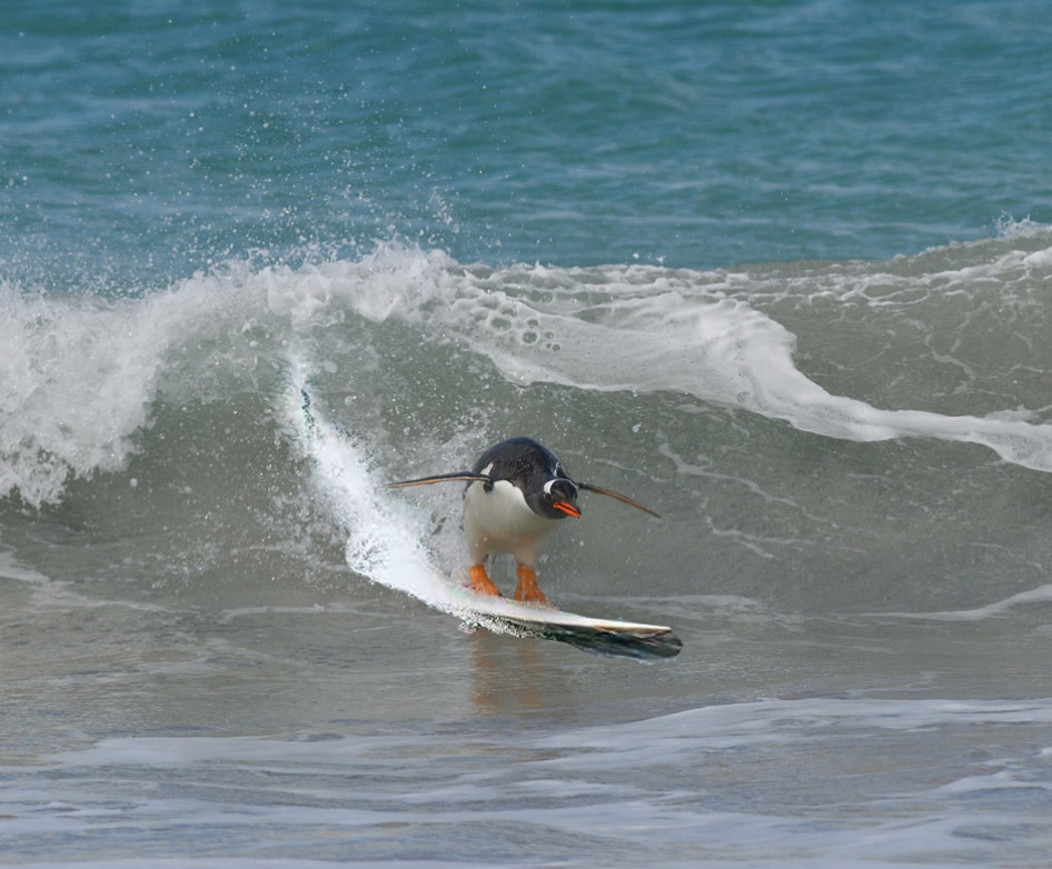 Thermobecher Pinguin Surfer in 2023
