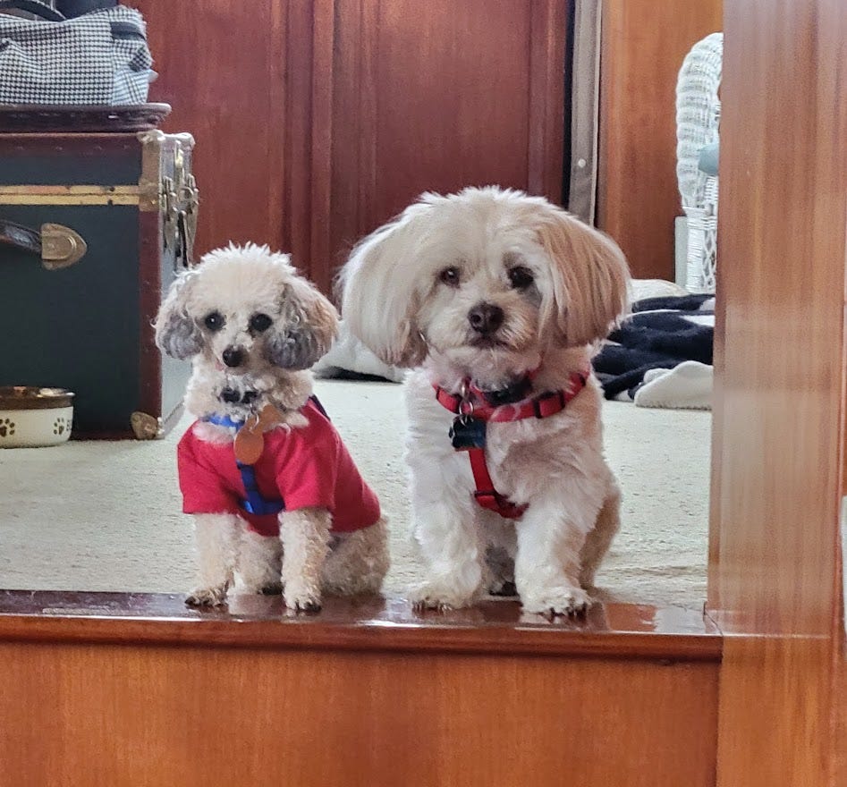 My Dog Peed on a Total Stranger. Leaving me gobsmacked and redfaced