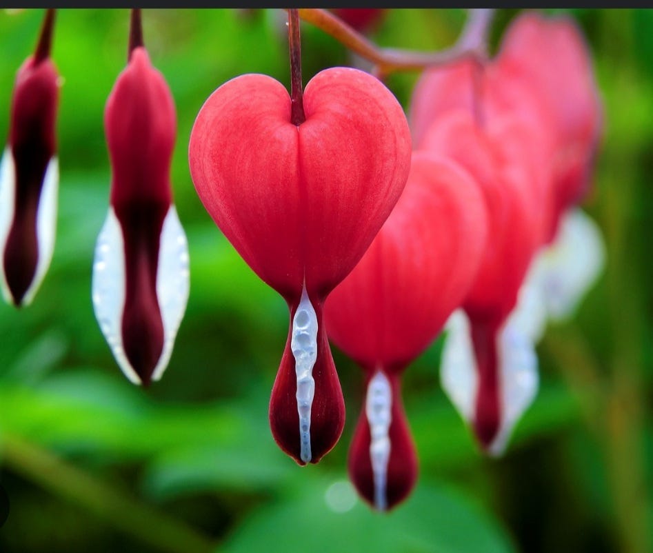 Weeds. Forgive me, I never pretended to love… | by Euridice Dias | Medium