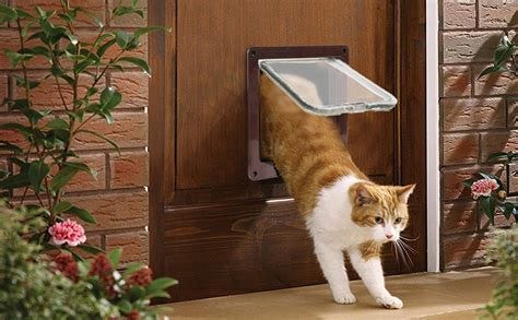 How to Teach a Cat to Use a Cat Door: Easy Steps for Success