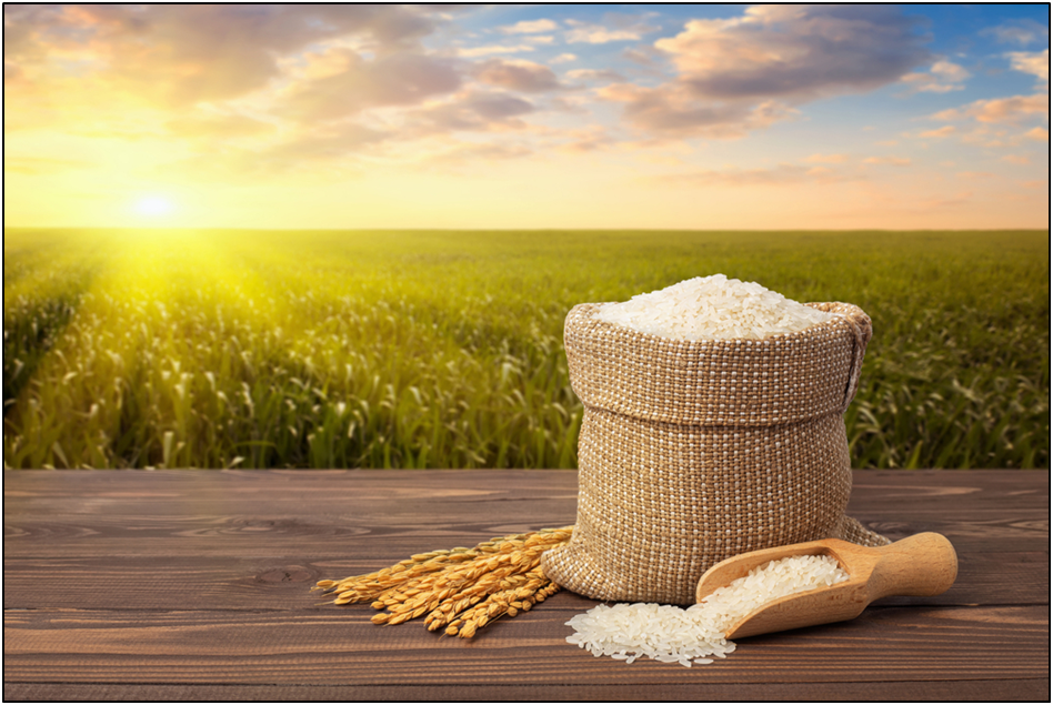 From Farm to Table The Journey of Premium Basmati Rice by Abida Rice Jun, 2023 Medium