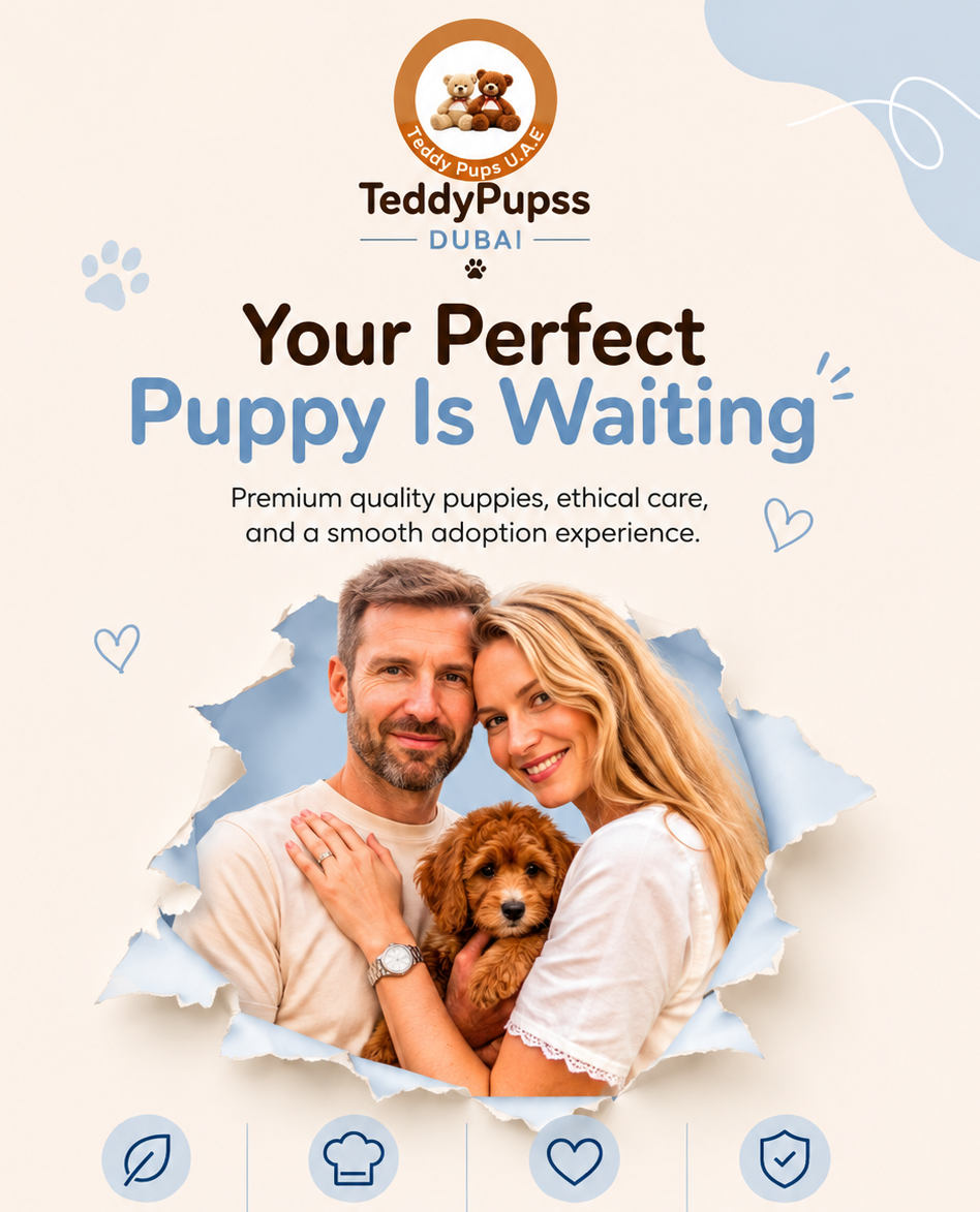 Why Teddy Pups UAE Is Dubai’s Reliable Pet Store