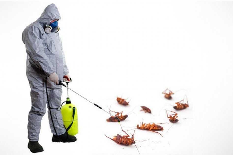 Say Goodbye to Cockroach Chaos: Kreshco Pest Control’s Proven ...