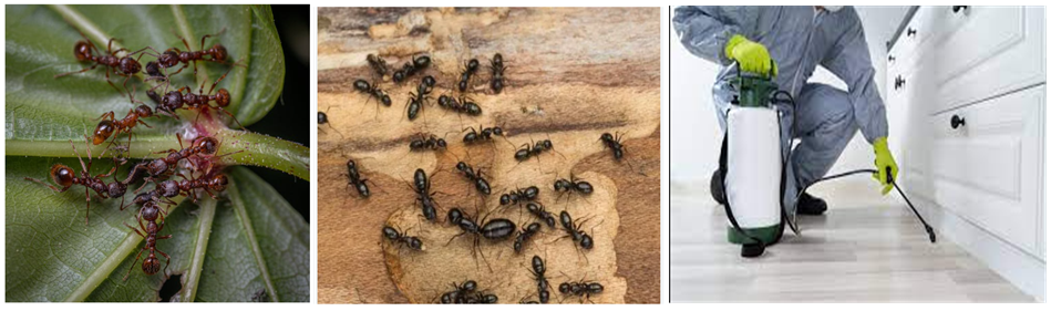 Ant Exterminator Near Me | Find Ant Pest Control Service