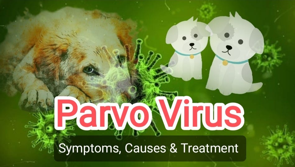 Parvovirus is a highly contagious viral infection that affects puppies