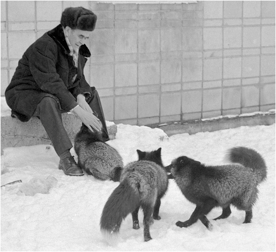 Dmitri Belyaev, Mart 1984'te evcilleştirilmiş tilkilerle birlikte. Dr. Belyaev, evcilleştirilmiş ve insanlardan korkmayan tilkiler yetiştirdiğini iddia etti. ©Sputnik