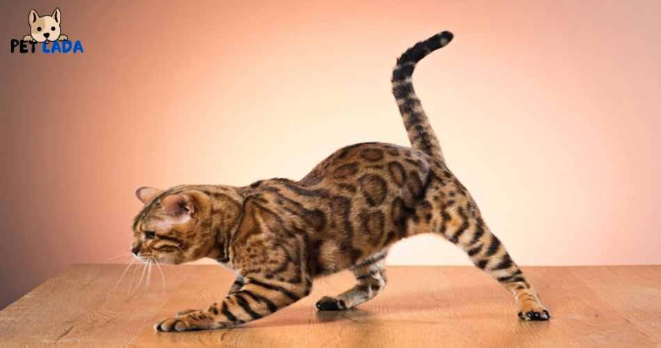 What Does It Mean When a Cat Licks You? by Petlada Nov, 2023 Medium