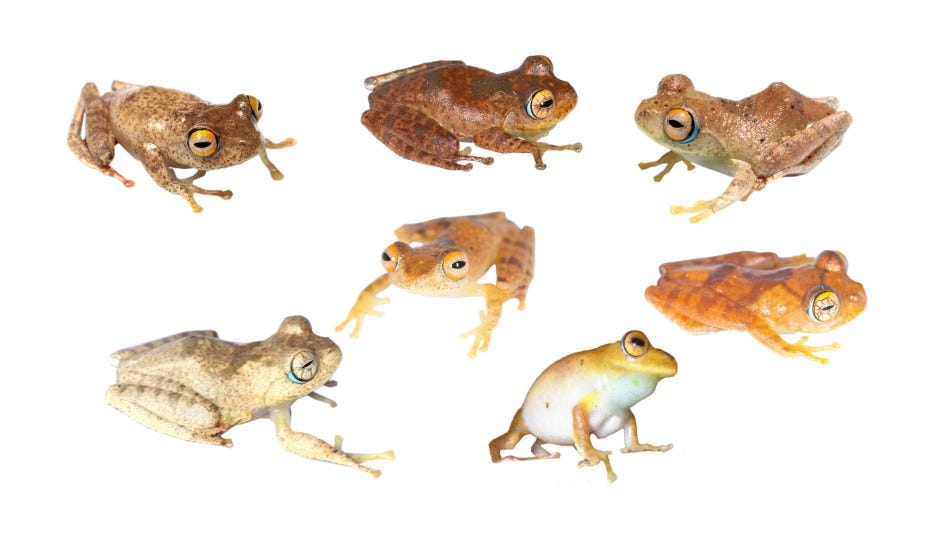 Pererecas Boophis que ganharam nomes de Star Trek (Créditos: Mark D. Scherz/University of Copenhagen)