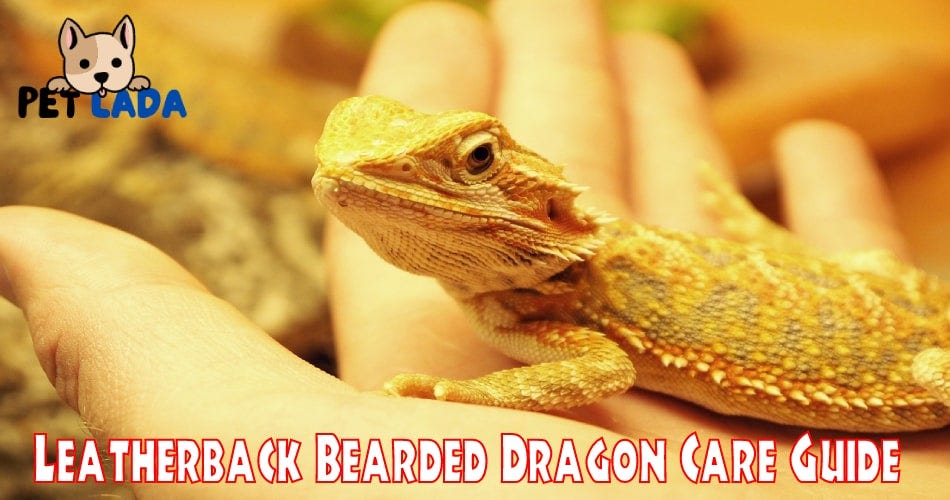 leatherback bearded dragon vs normal