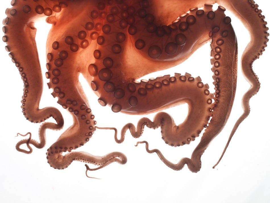 Why Don't Octopus Tentacles Suction Their Own Bodies? Scientists Know., by  Timothy Mfon Inwang