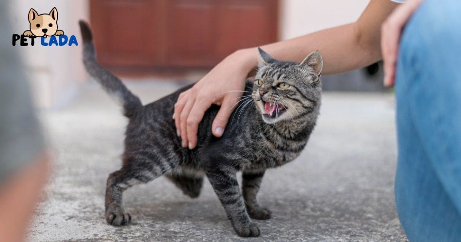 Why Does My Cat Bite Me — Reason, How to Stop it? by Pet Lada Apr, 2023 Medium