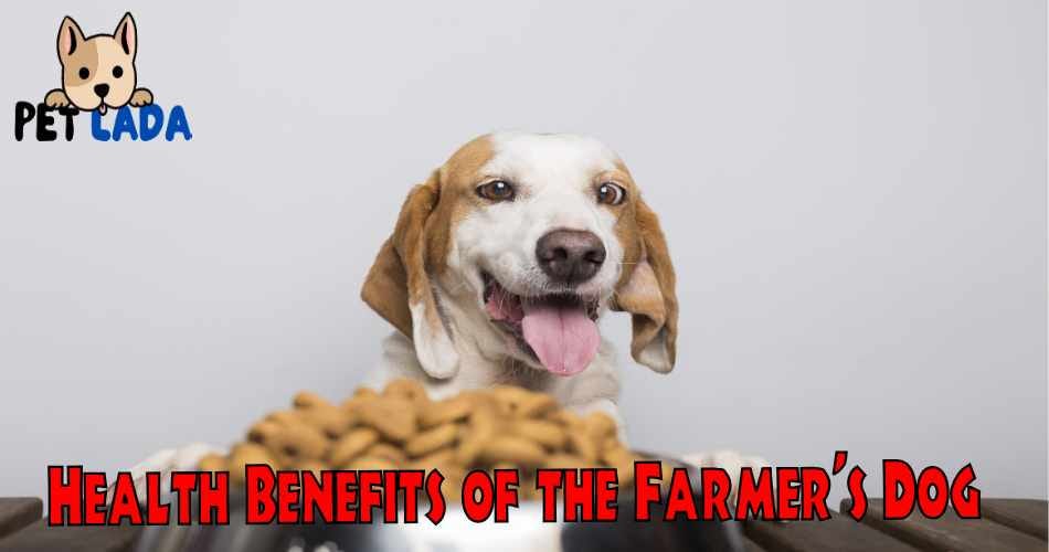 The Farmer’s Dog Food Review — Must Read This Before Buying by Pet