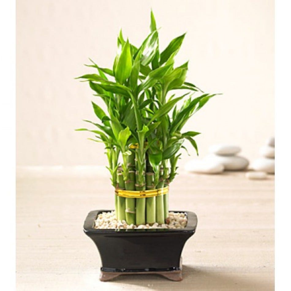 The Basics of Gifting Lucky Bamboo Plant by Info Woolf Medium