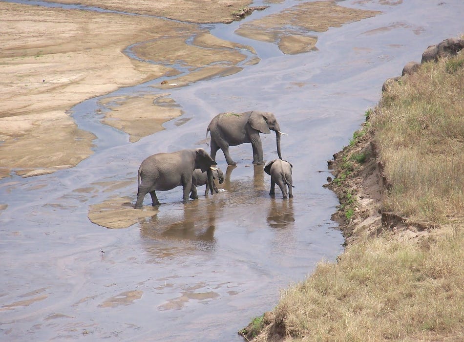 Short Safari Tanzania: A Perfect Escape into Nature’s Paradise | by ...