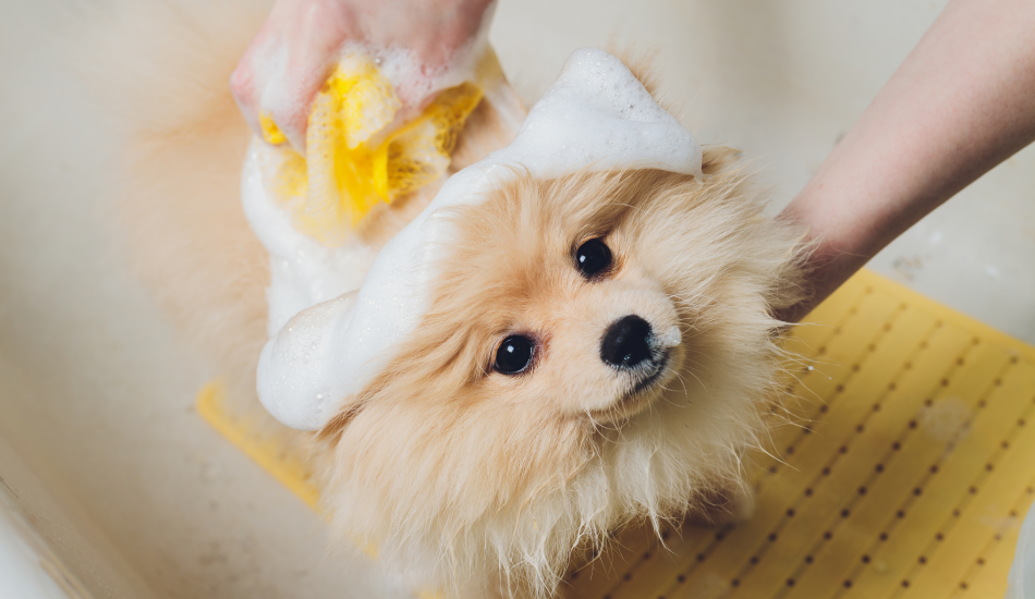 The Do’s And Don’ts Of Grooming Your Dog At Home by Zigly Medium