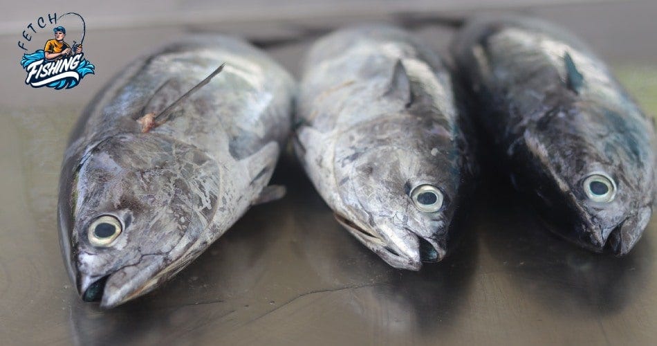 Does Tuna Have Scales And Fins? (You Might Shock) by Fishingfetch