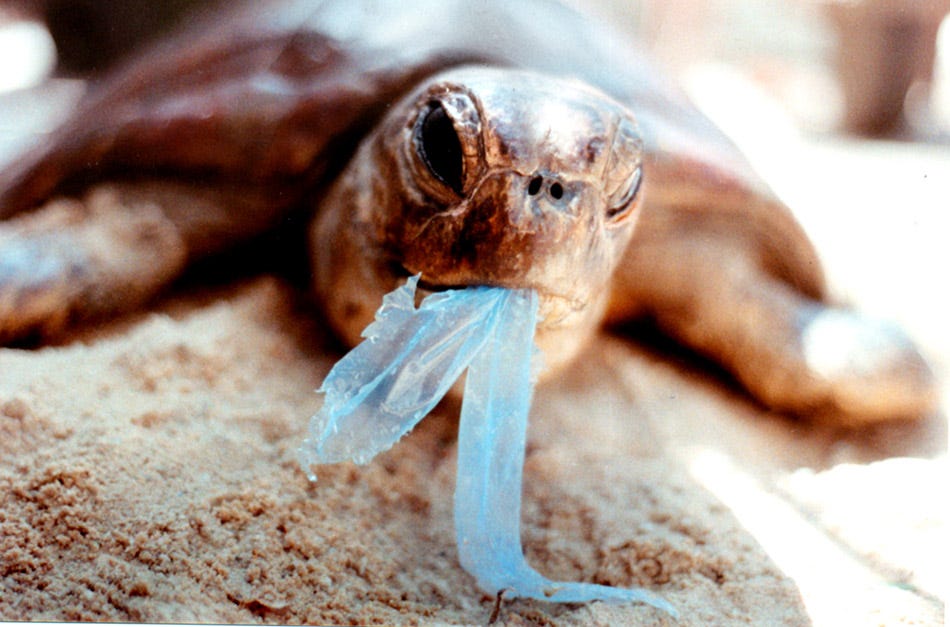 Plastic underwater pollution problem. Sea Turtle eating discarded