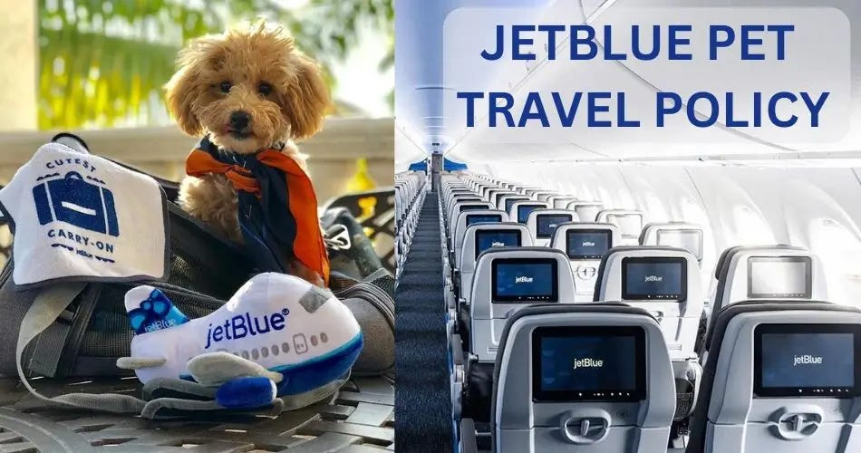 How strict is JetBlue Pet Policy? by AviaTech Channel Medium