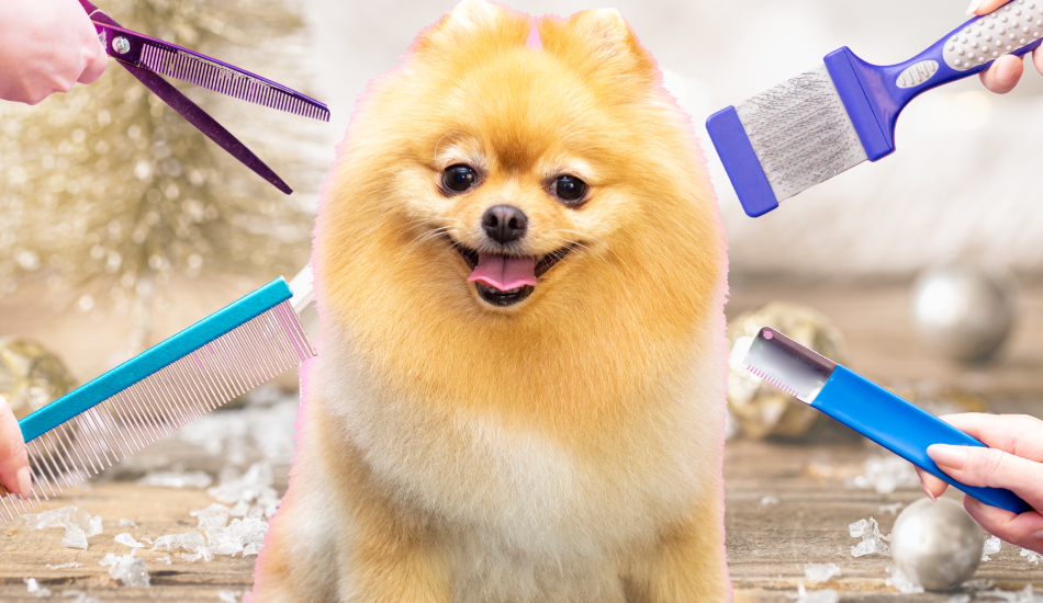 Did You Know That Furry’s Grooming Is Important During Winter? | by
