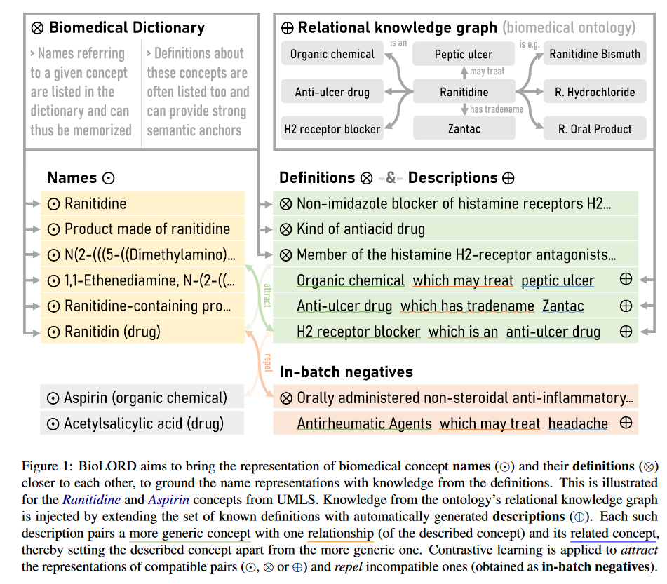 BioLORD: Contrastive learning for biomedical concepts