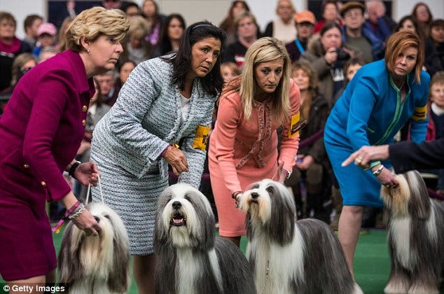 They’re Wearing What? Dog Show Handlers Edition